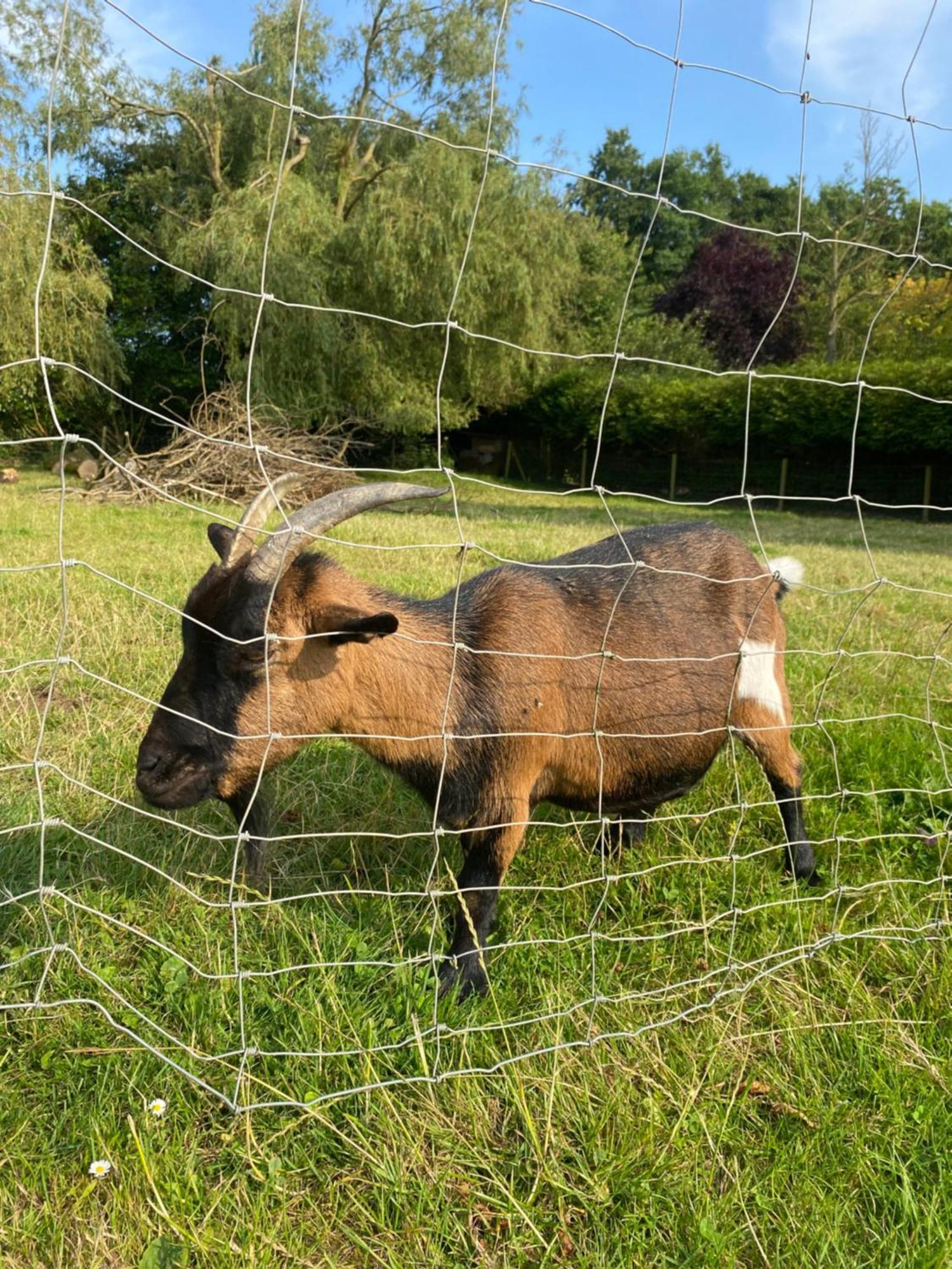 Maison De Campagne Beuzeville-la-Guerard Buitenkant foto